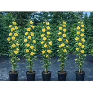 Ruža popínavá (Rosa rampicante) ´GOLDEN GATE®´ - výška 170-190 cm, kont C5L